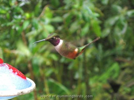 Hummingbird Garden Catalog: Magenta-Throated Woodstar